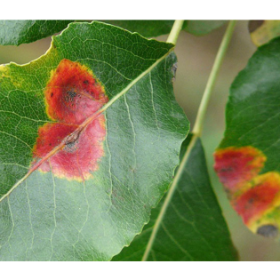 Μοντέλα Πρόγνωσης Ασθενειών